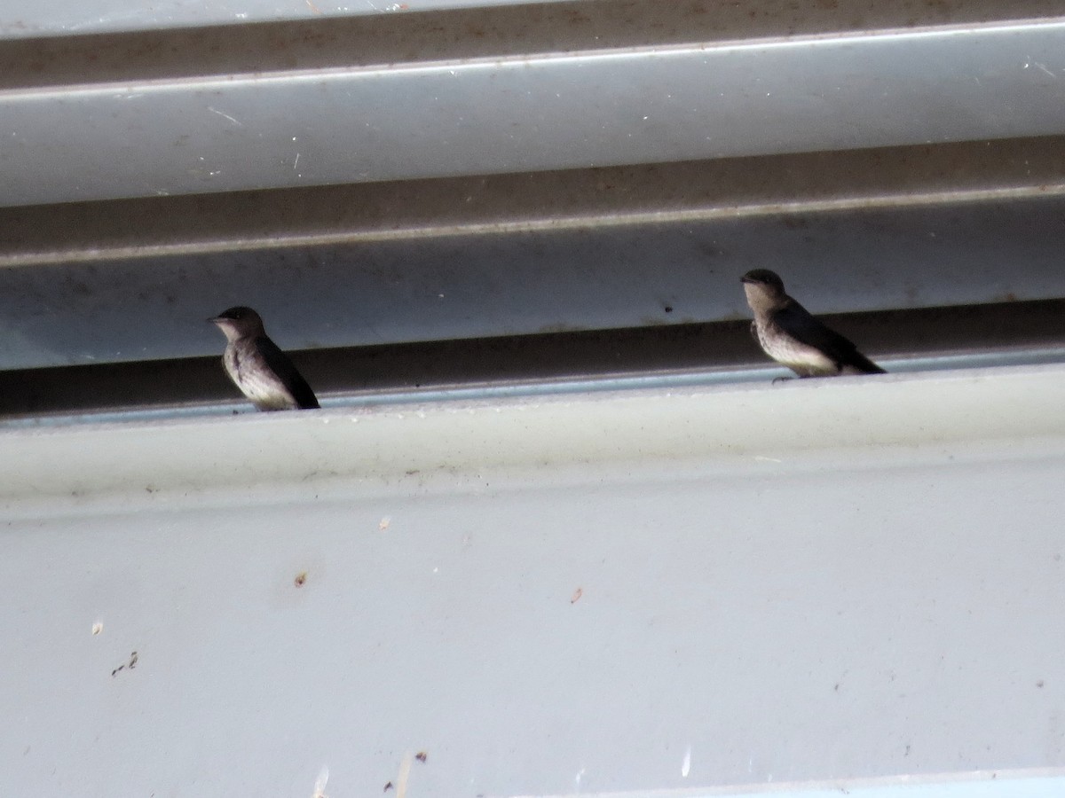 Gri Göğüslü Kırlangıç - ML646840526