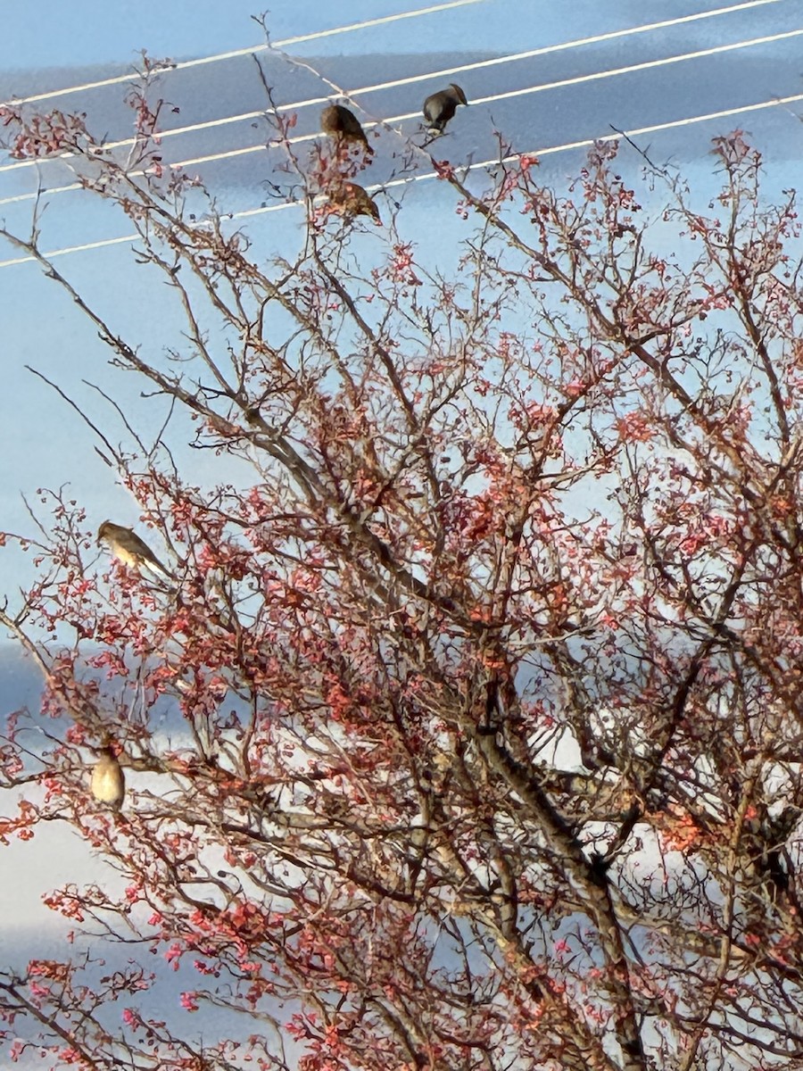 Cedar Waxwing - ML646840529