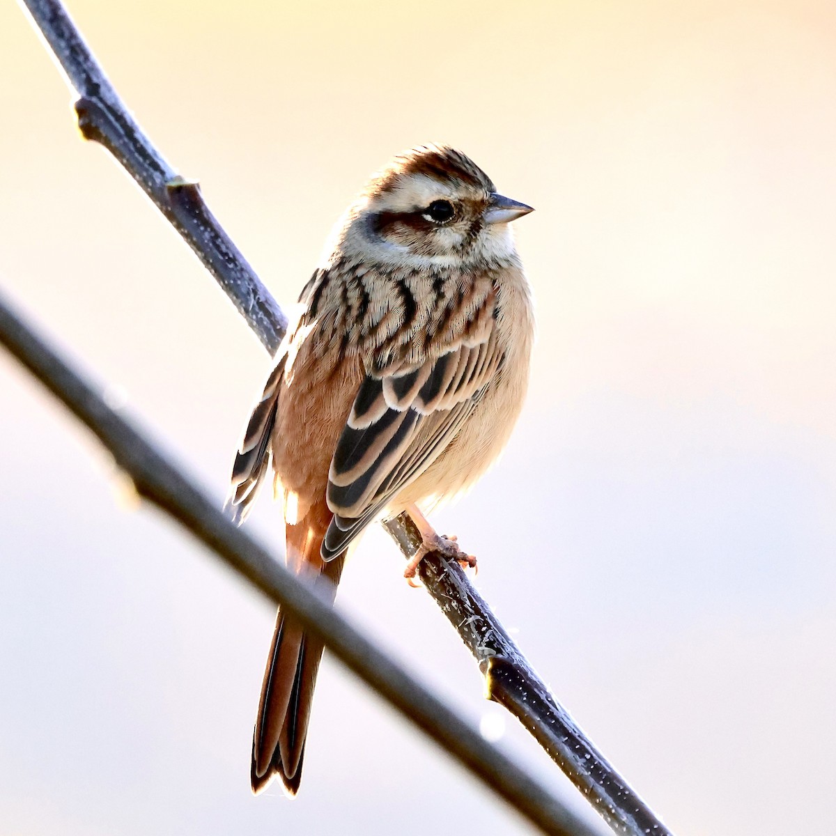 Meadow Bunting - ML646840530