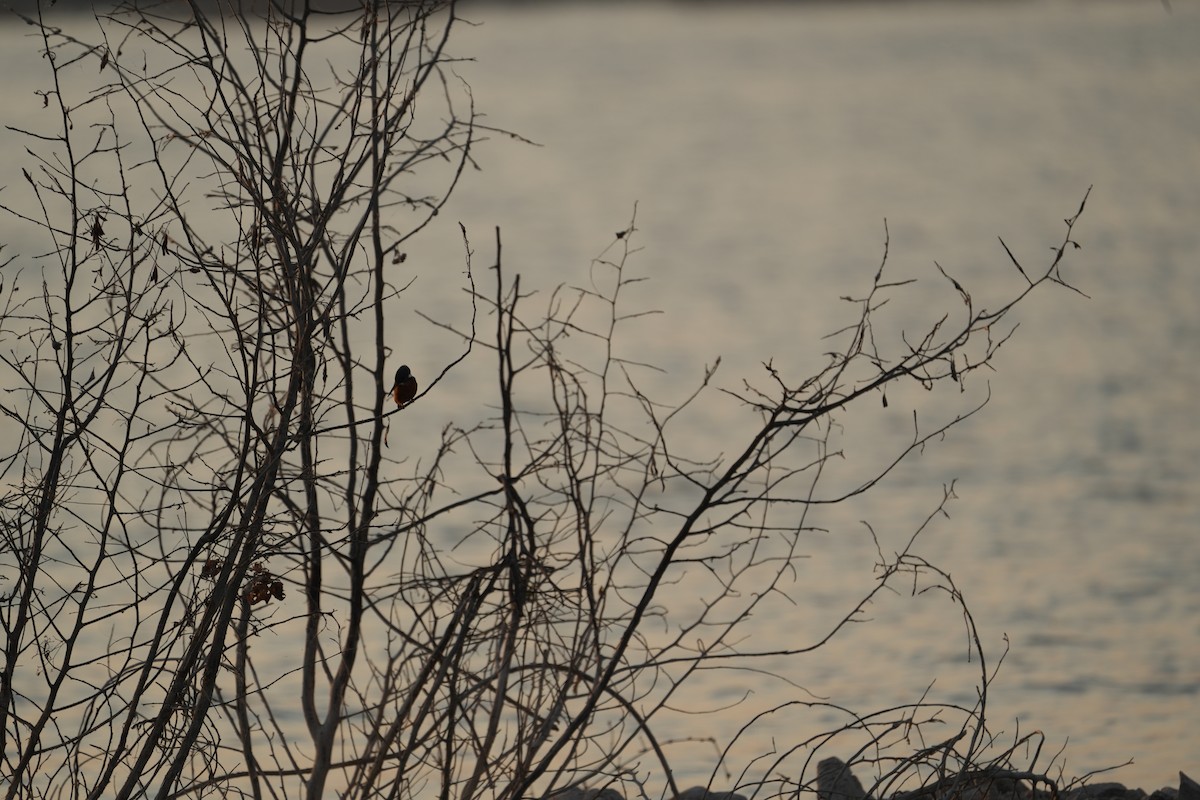 ledňáček říční - ML646840532