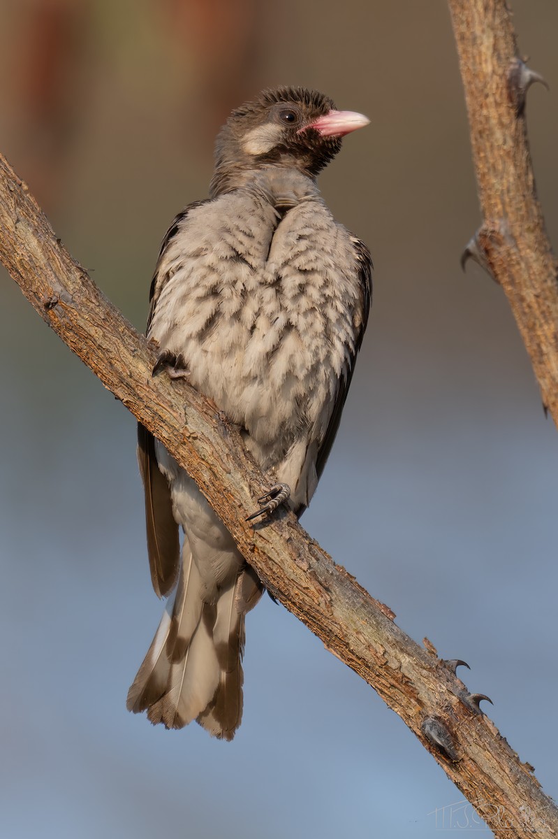 Воскоїд великий - ML646840534