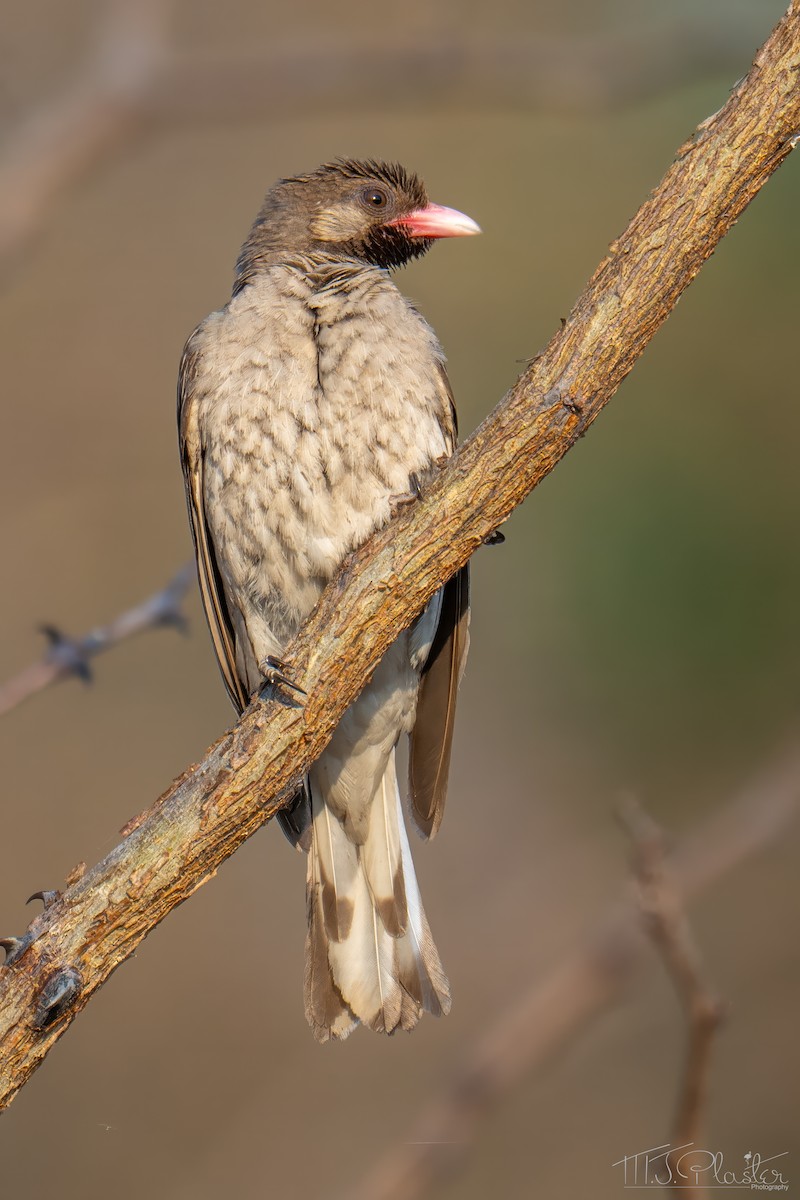Воскоїд великий - ML646840535