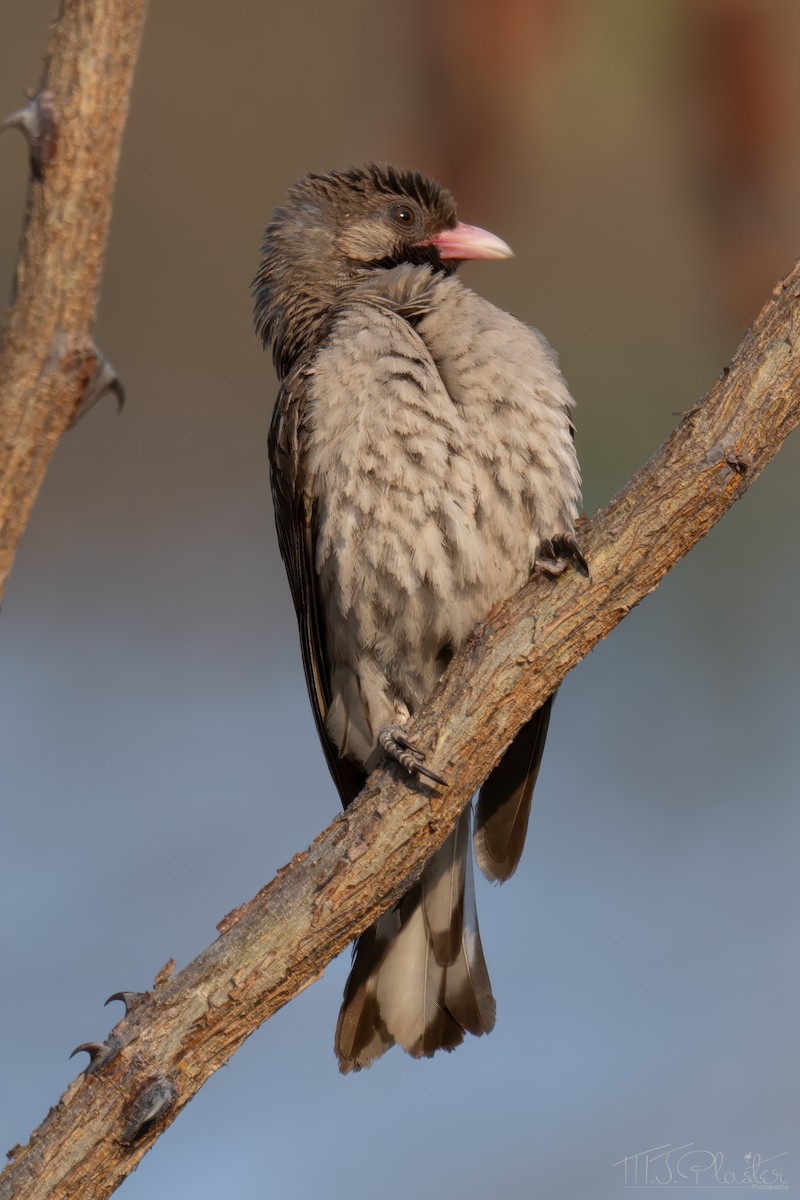 Воскоїд великий - ML646840536