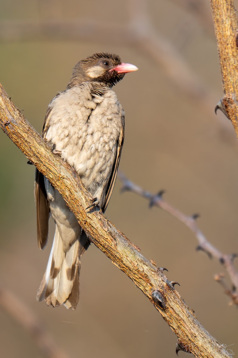 Воскоїд великий - ML646840537