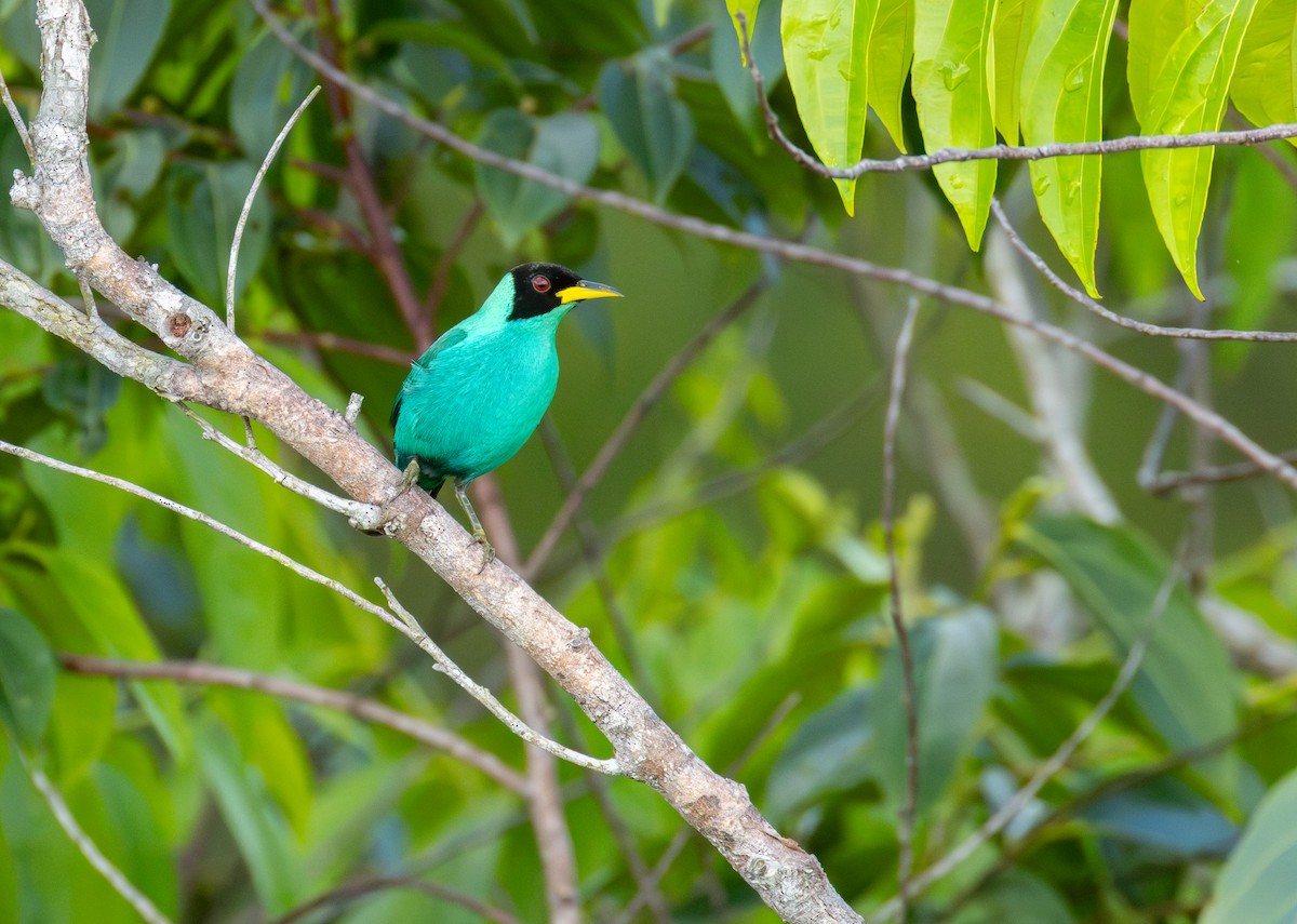 Mielerito Verde - ML646840538