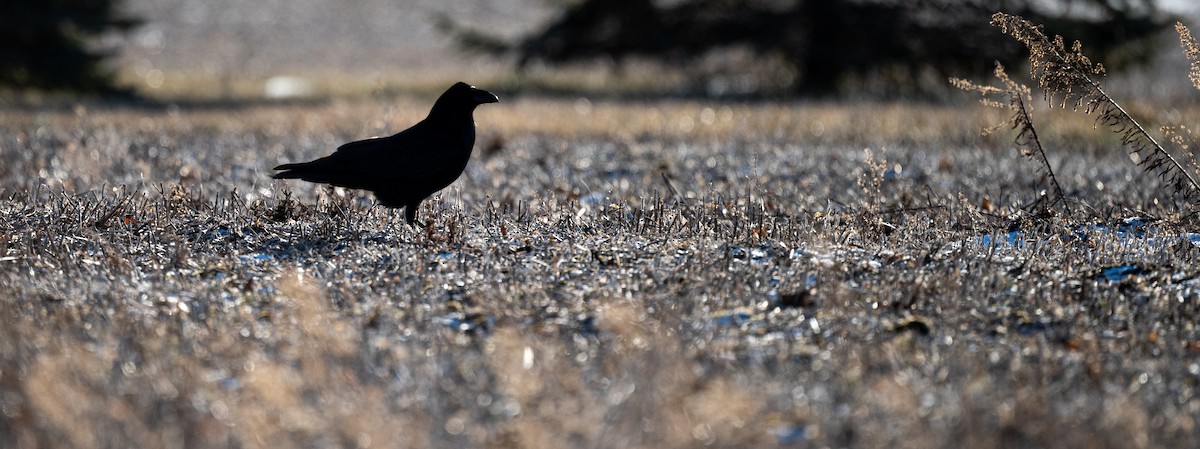 Common Raven - ML646840539