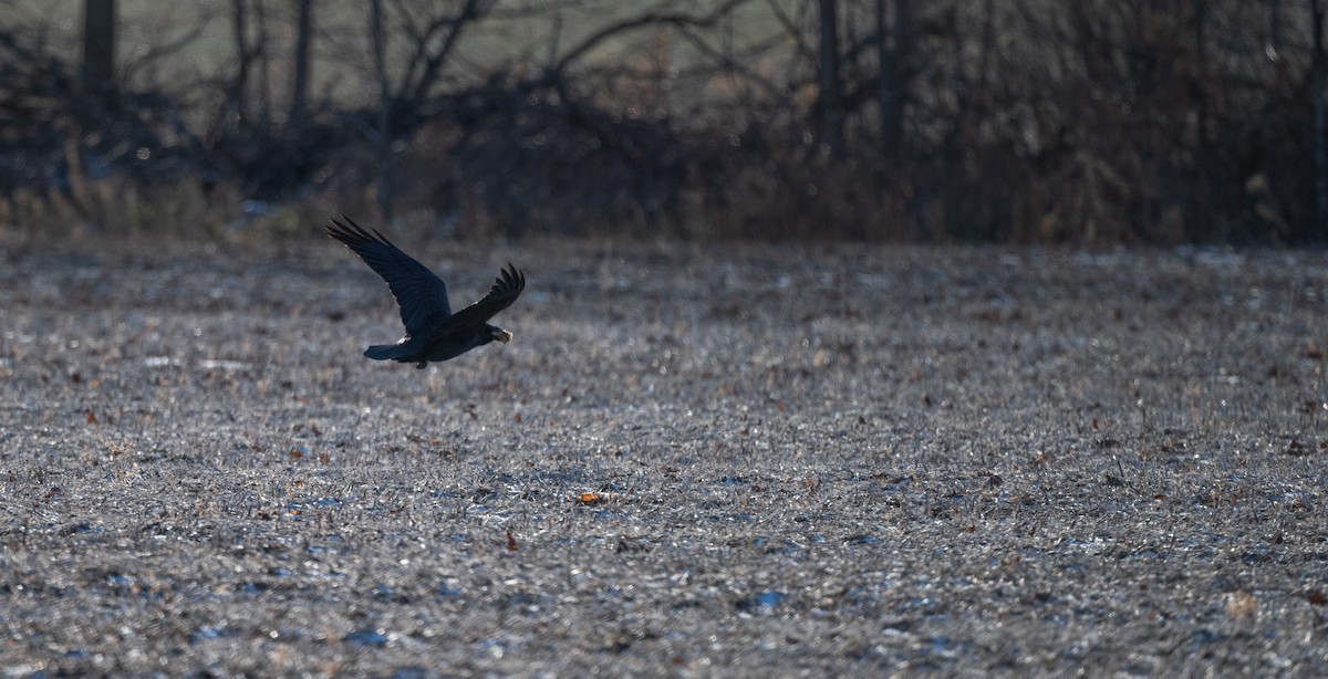 Common Raven - ML646840540