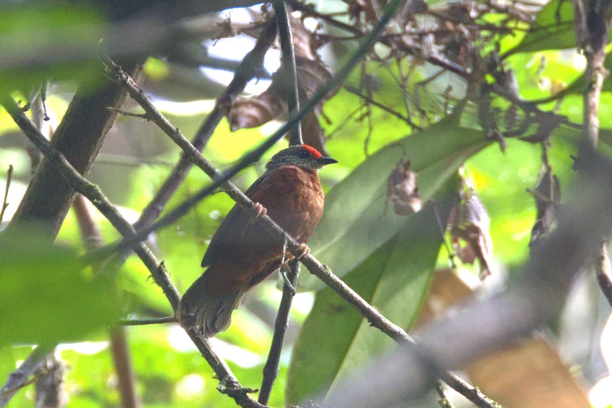 rødpanneastrild - ML646840543