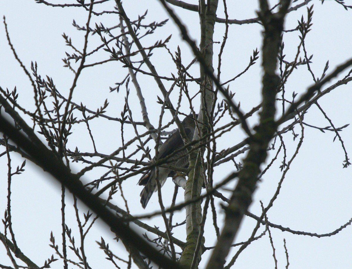 Eurasian Sparrowhawk - ML646840547