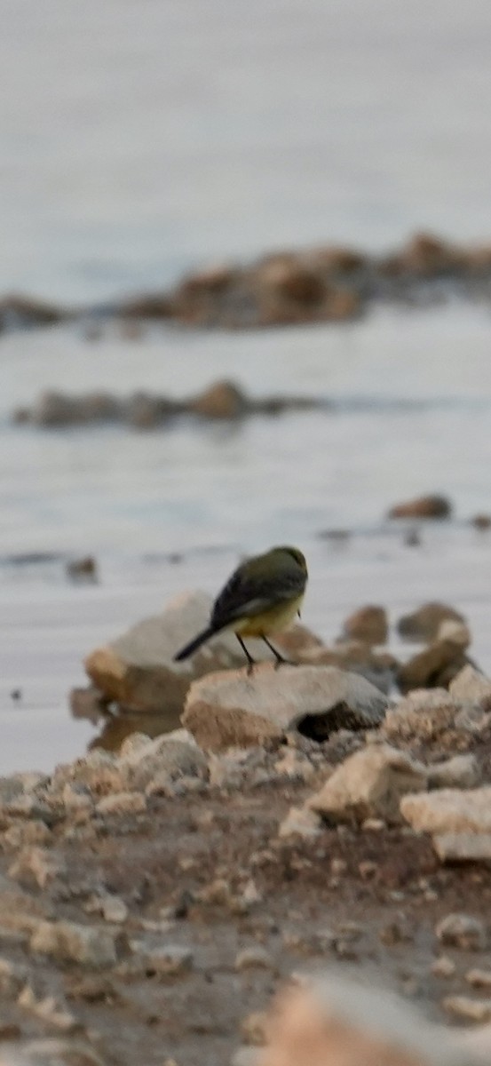 Western Yellow Wagtail - ML646840552