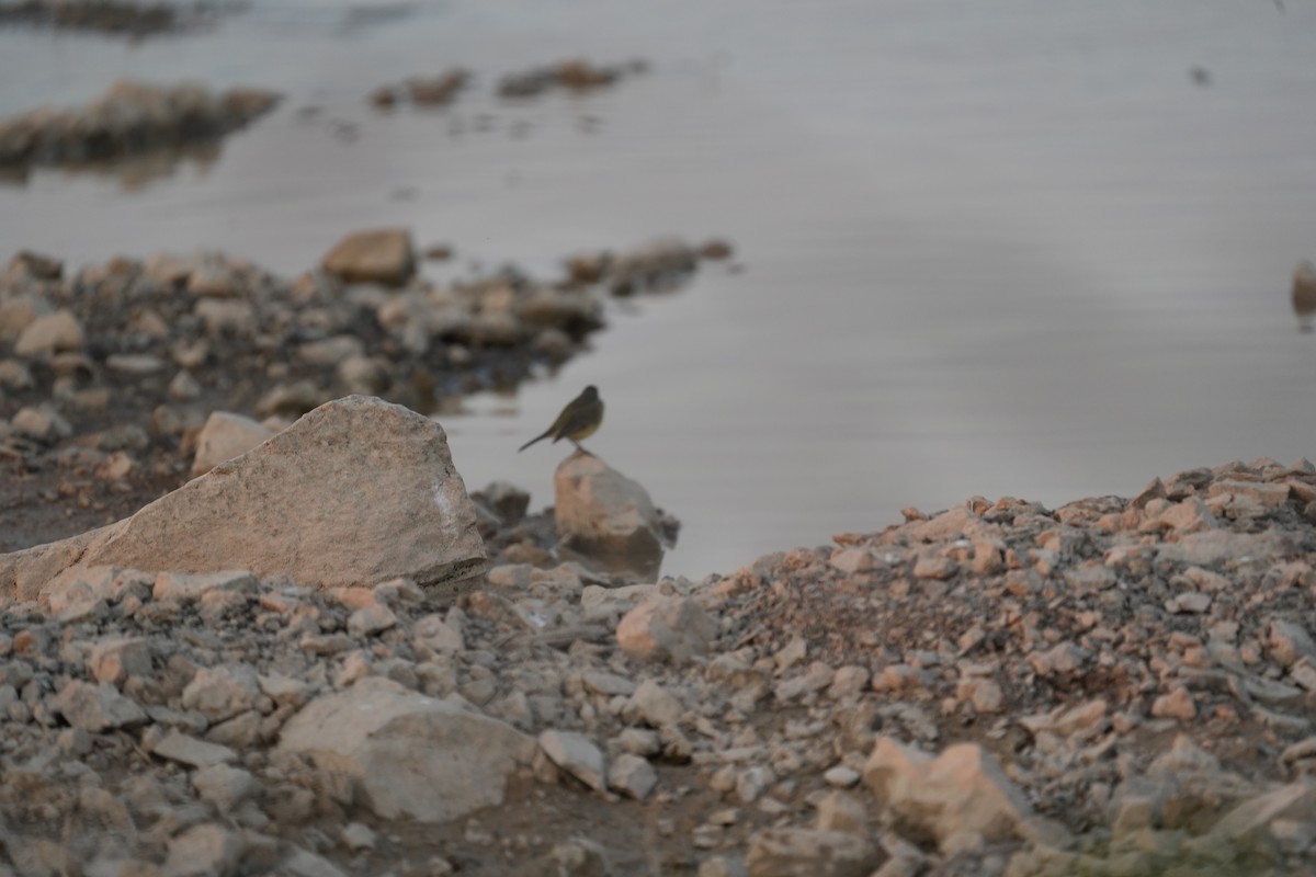 Western Yellow Wagtail - ML646840553
