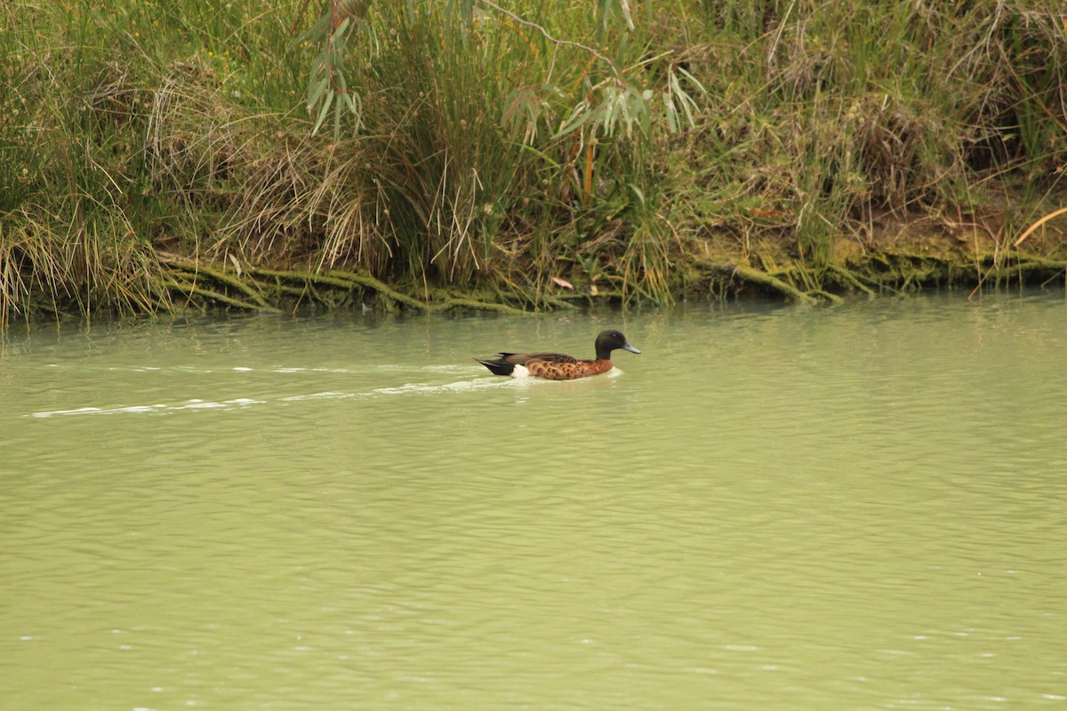 Chestnut Teal - ML646840554