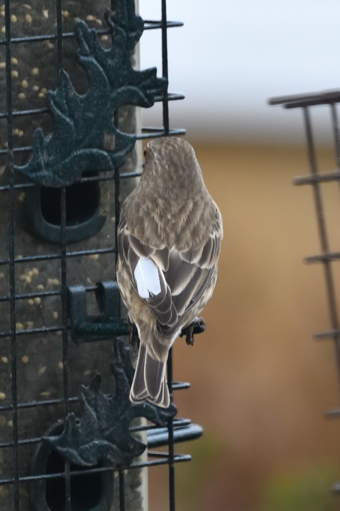 Camachuelo Mexicano - ML646840555