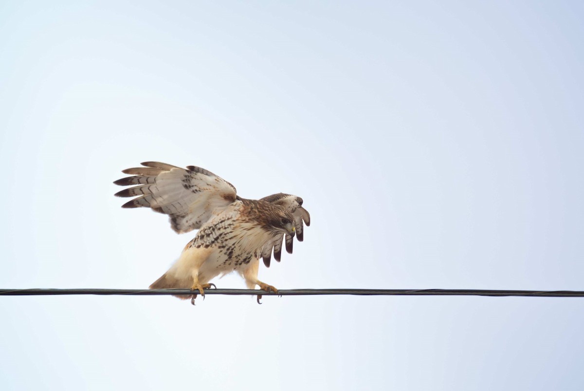 Red-tailed Hawk - ML646840559