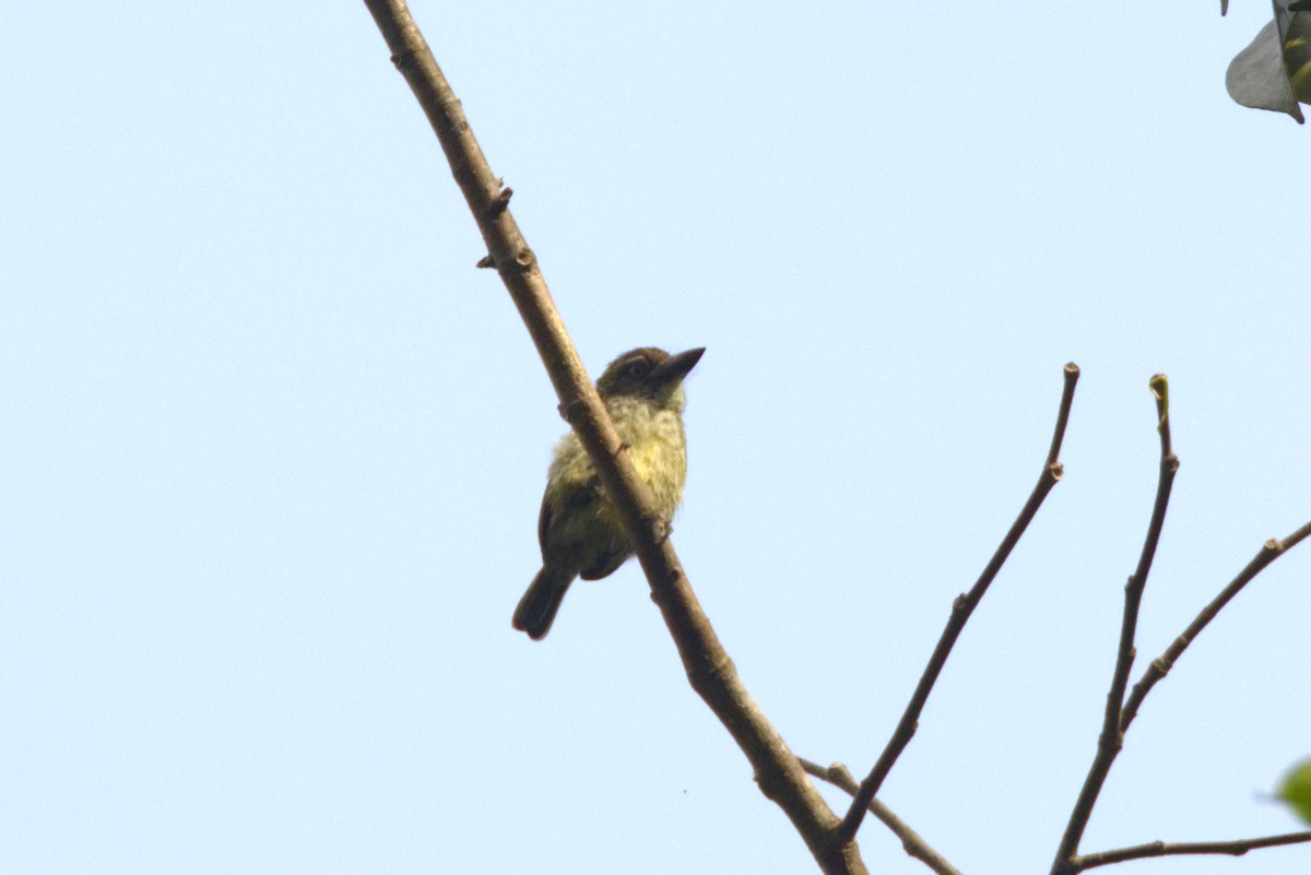 vousáček šupinkový - ML646840560