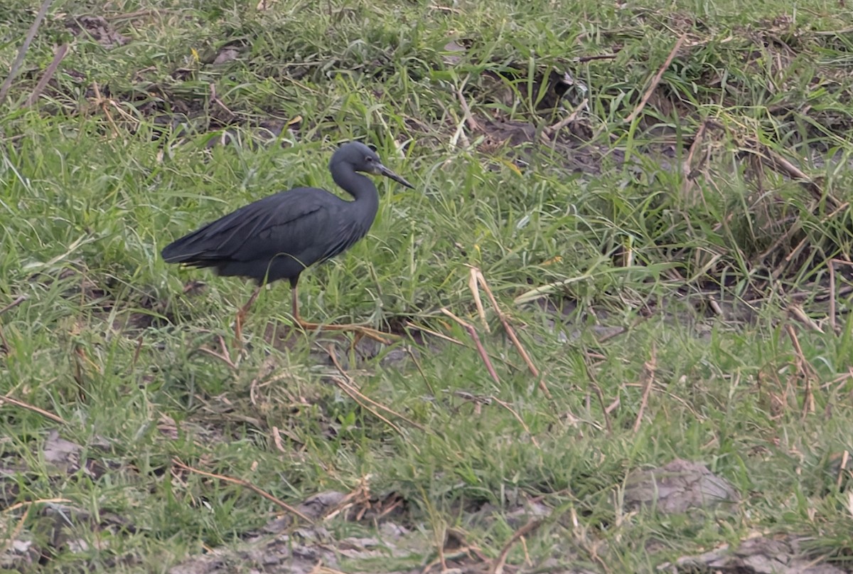Slaty Egret - ML646840561