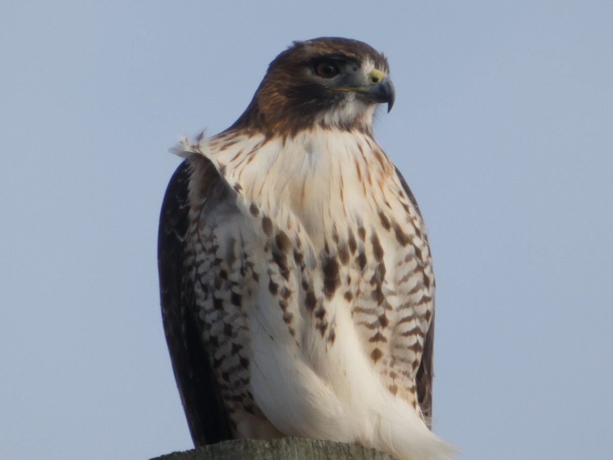 Red-tailed Hawk - ML646840562