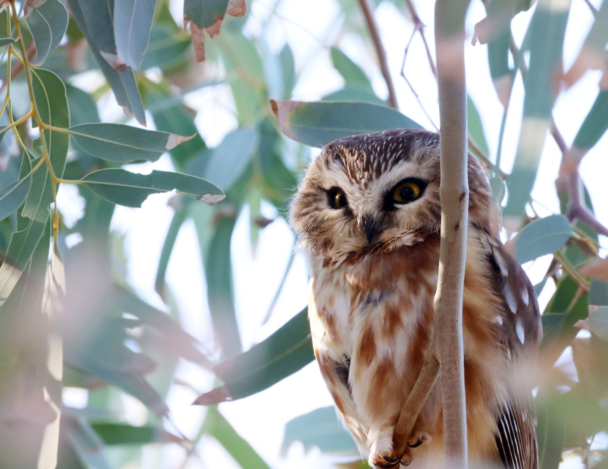 Northern Saw-whet Owl - ML646840582