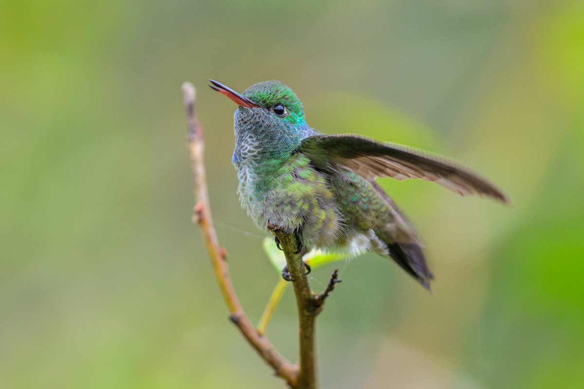 kolibřík pestrý - ML646840583