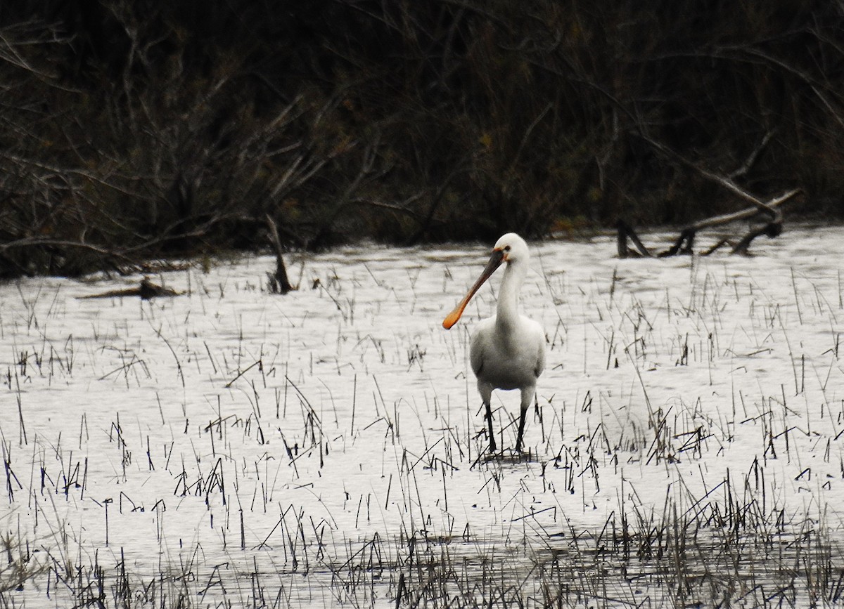 Eurasian Spoonbill - ML646840584