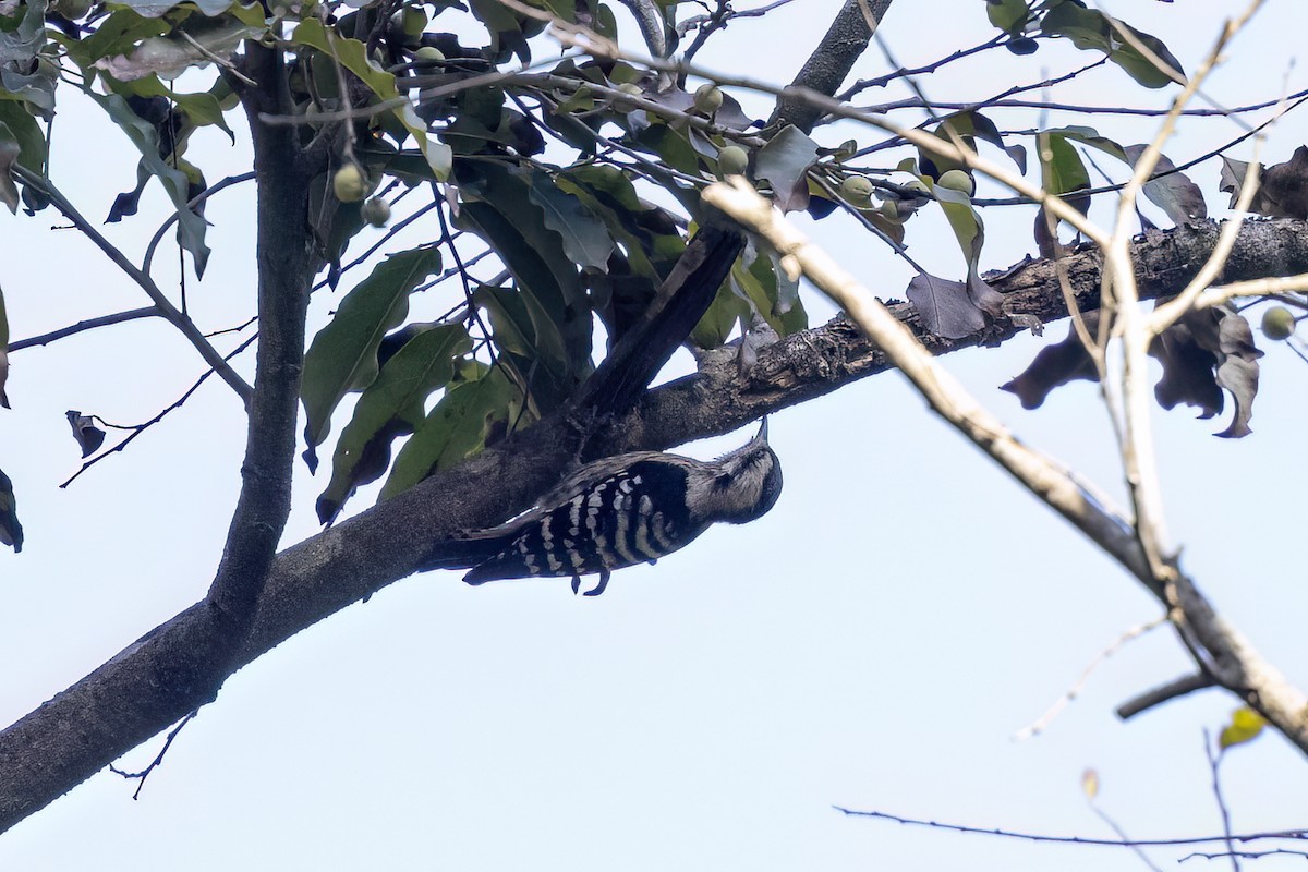 Gray-capped Pygmy Woodpecker - ML646840589