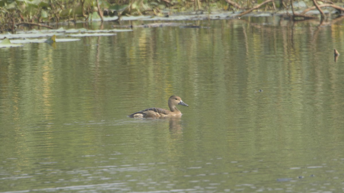 אווזון קטן - ML646840590