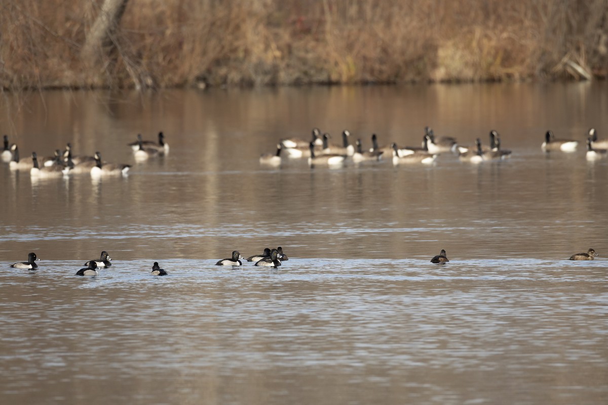 Fuligule à collier - ML646840591