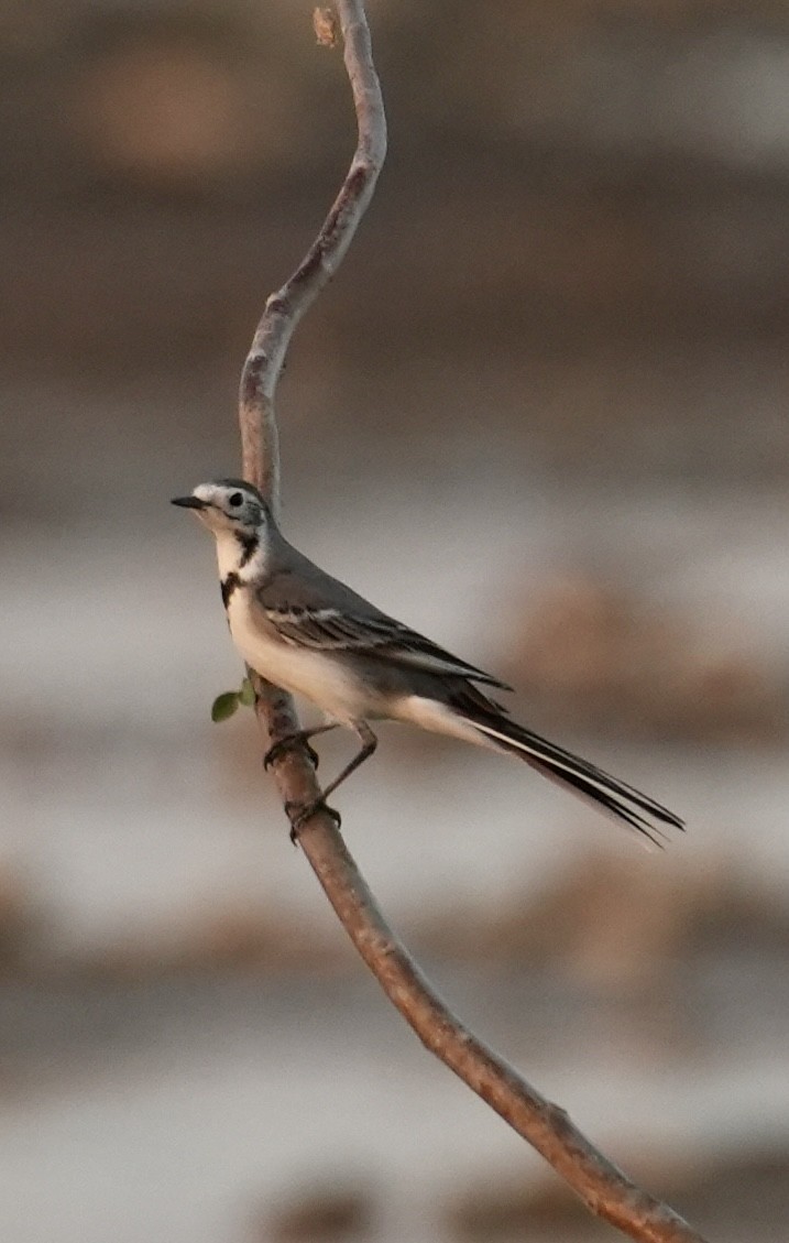 konipas bílý - ML646840592