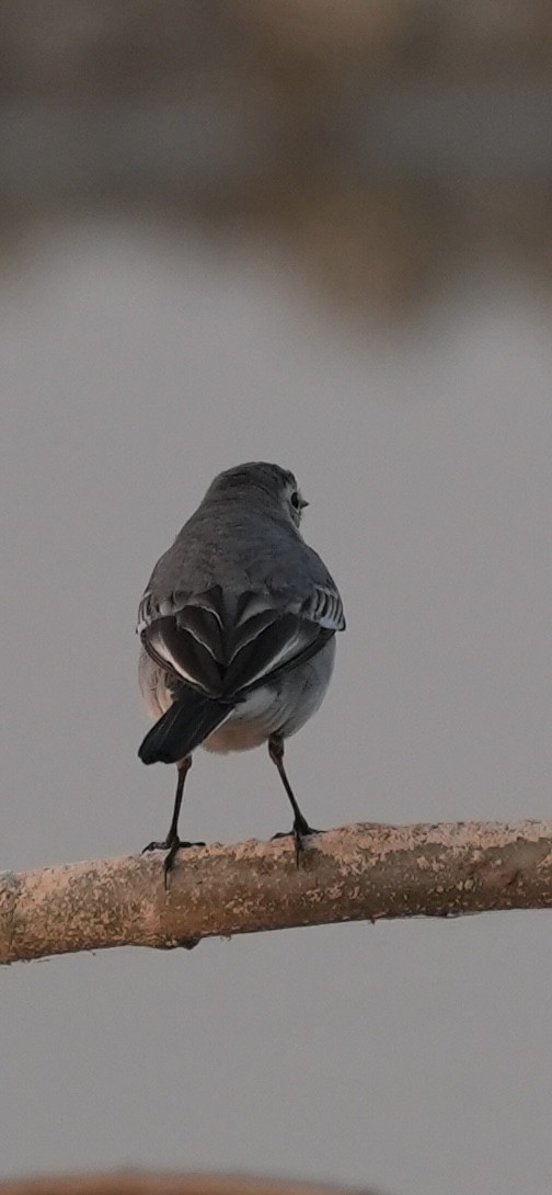 konipas bílý - ML646840593