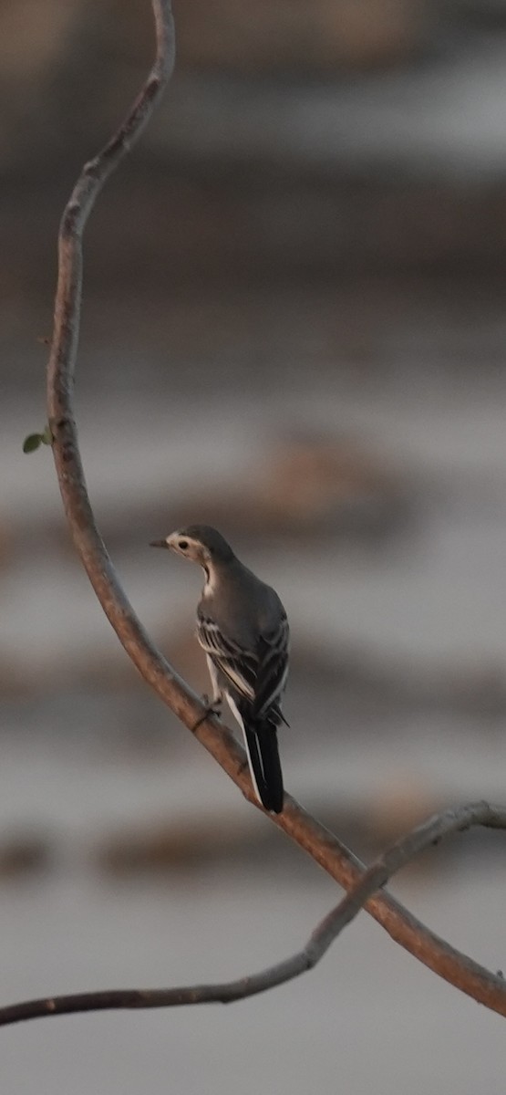 konipas bílý - ML646840594