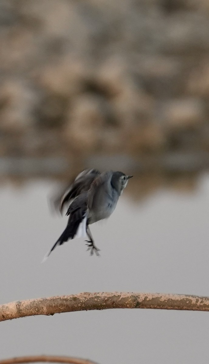 konipas bílý - ML646840595