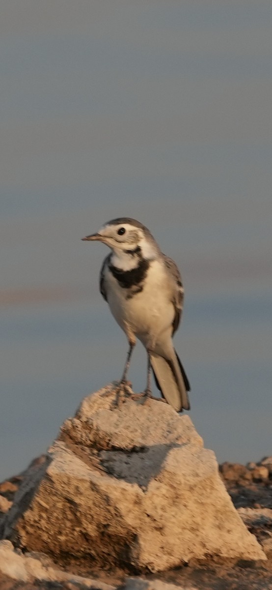 konipas bílý - ML646840596