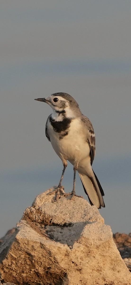 konipas bílý - ML646840597