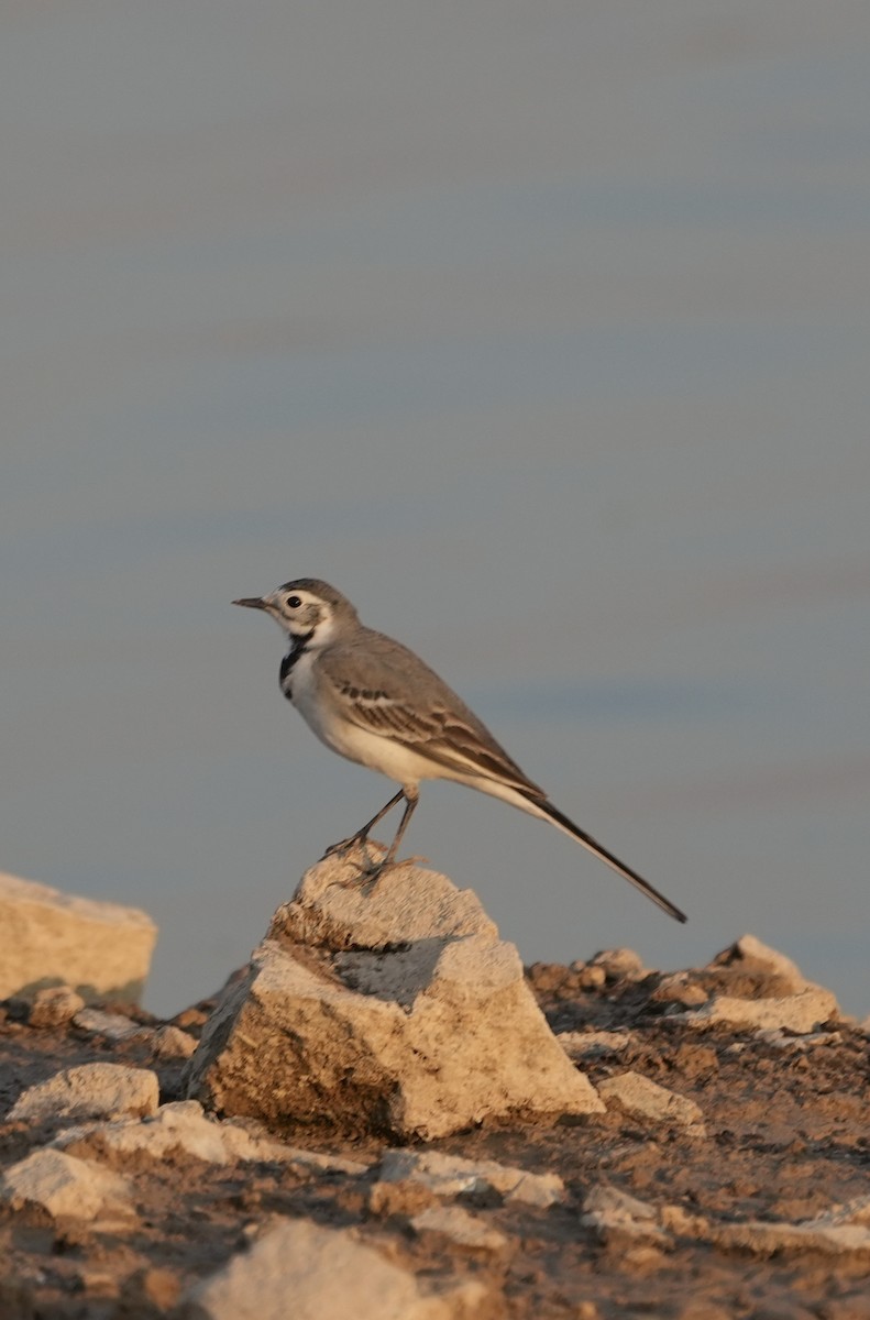 konipas bílý - ML646840598