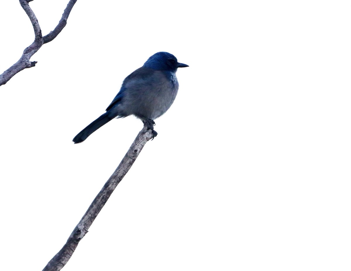 Woodhouse's Scrub-Jay - ML646840600