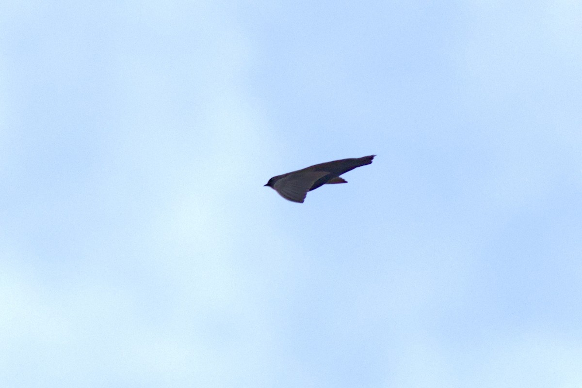 kortstjertsagsvale - ML646840601