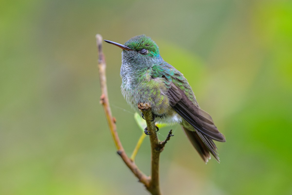 kolibřík pestrý - ML646840604