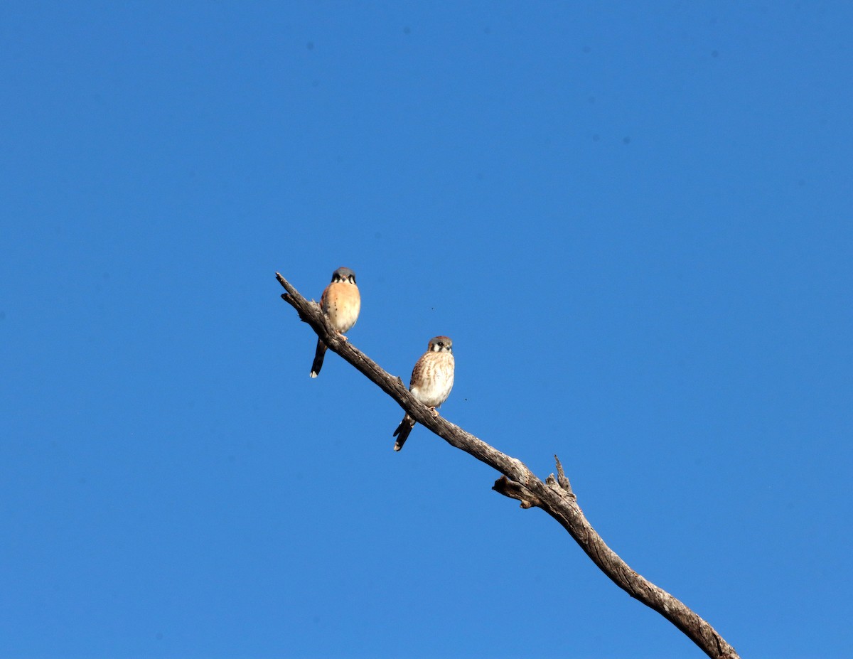 בז אמריקני - ML646840605