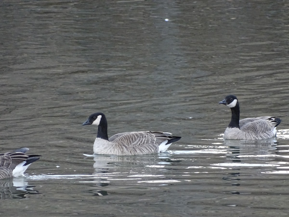 シジュウカラガン - ML646840607