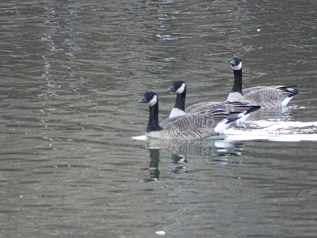 シジュウカラガン - ML646840608