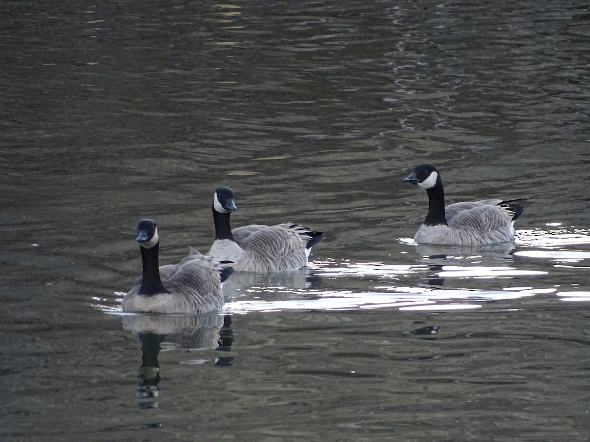 シジュウカラガン - ML646840609