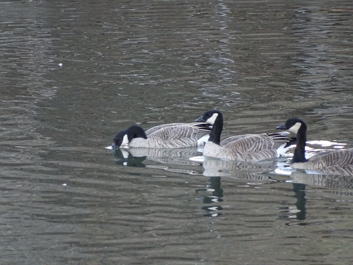 シジュウカラガン - ML646840610