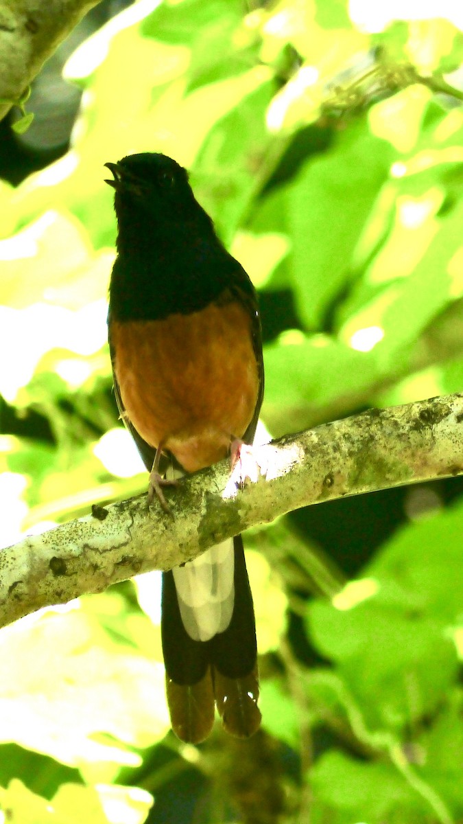 arieshama - ML646840611