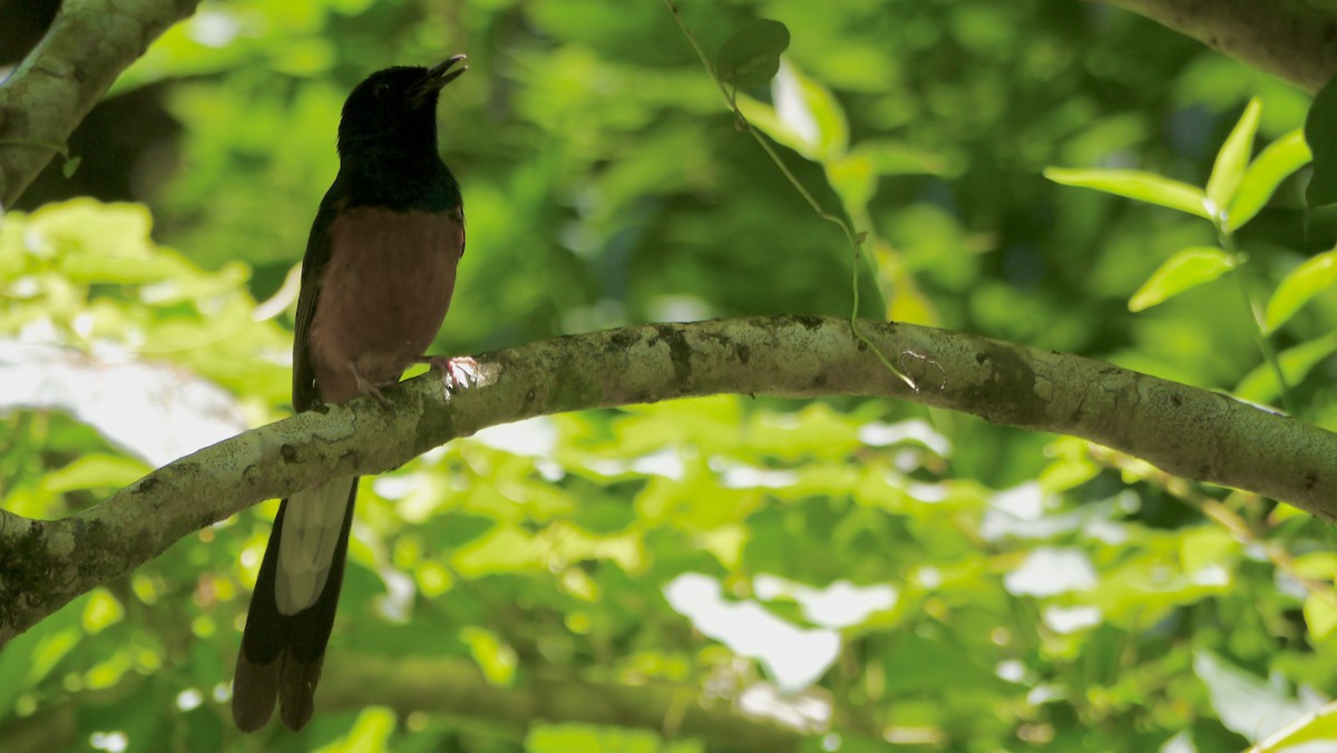 arieshama - ML646840612