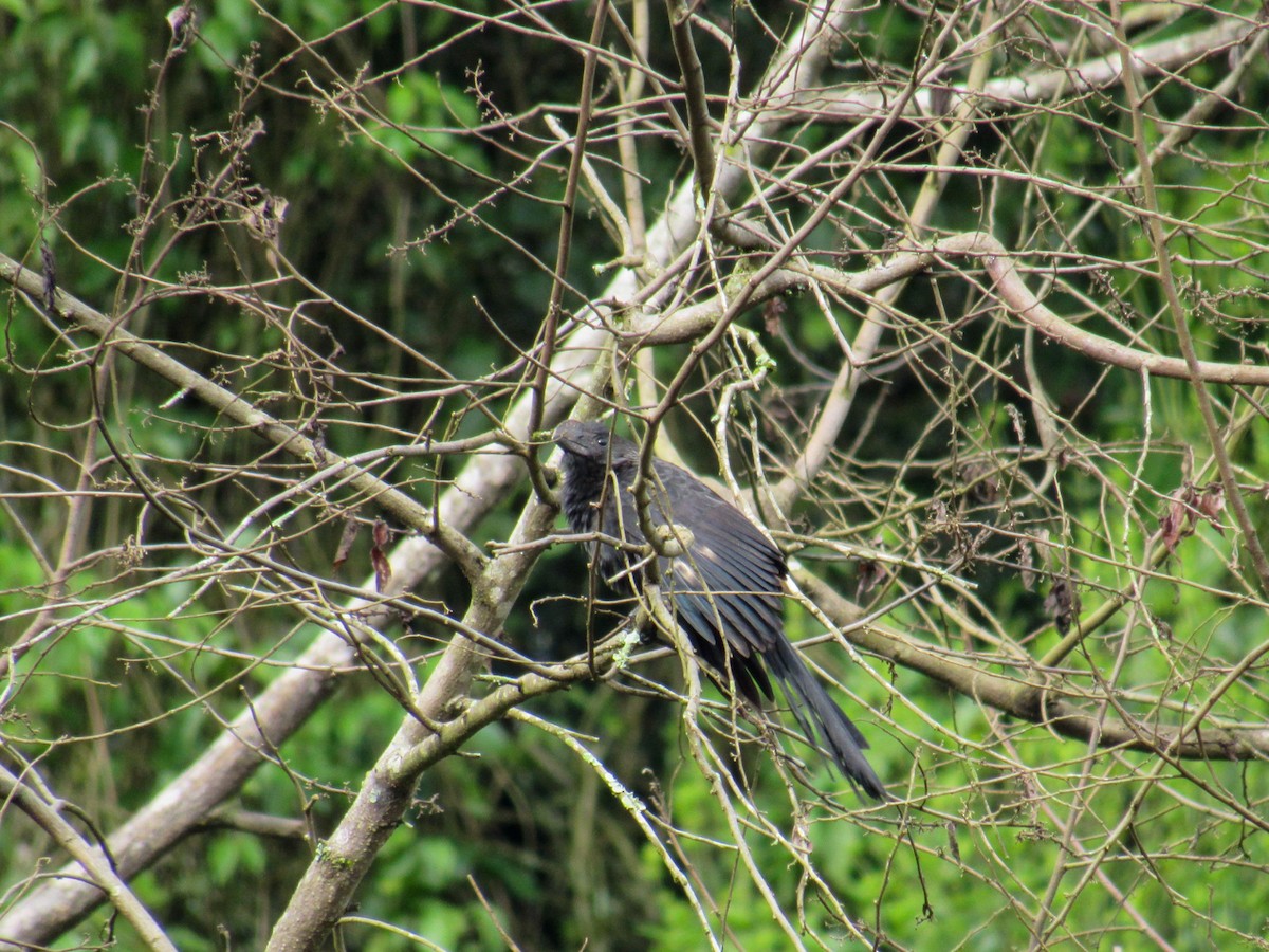 オオハシカッコウ - ML646840616