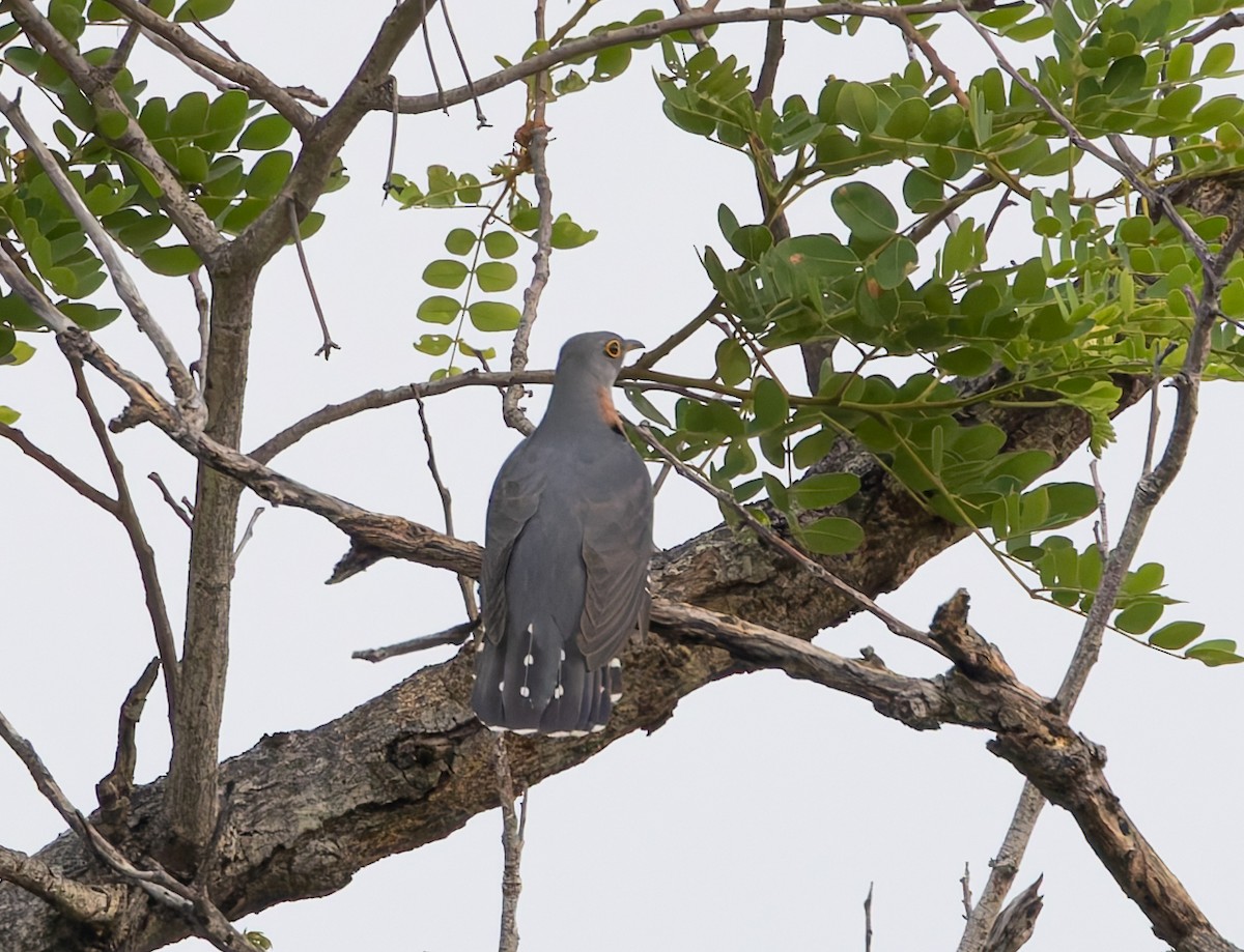 Red-chested Cuckoo - ML646840617