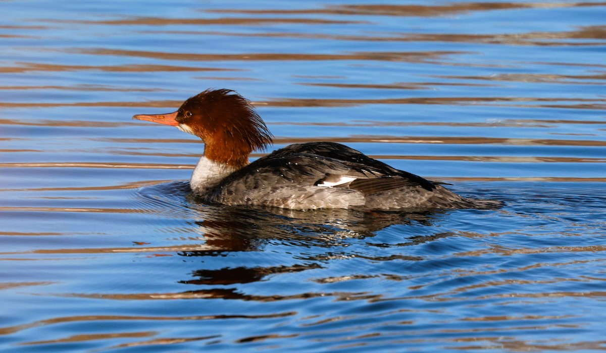 Smergo maggiore - ML646840619