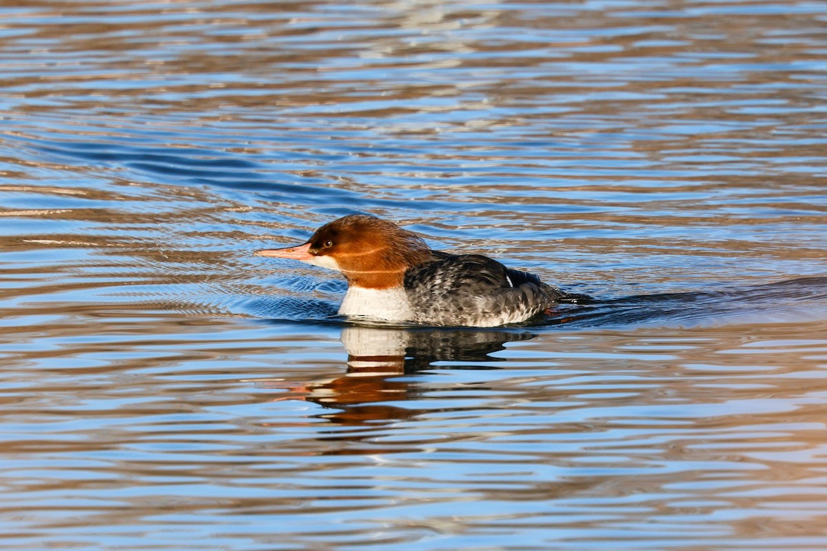 Smergo maggiore - ML646840621