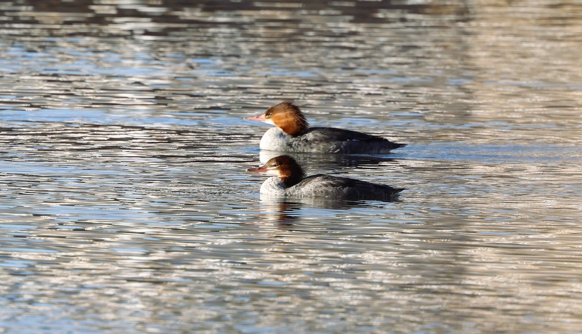 Smergo maggiore - ML646840622