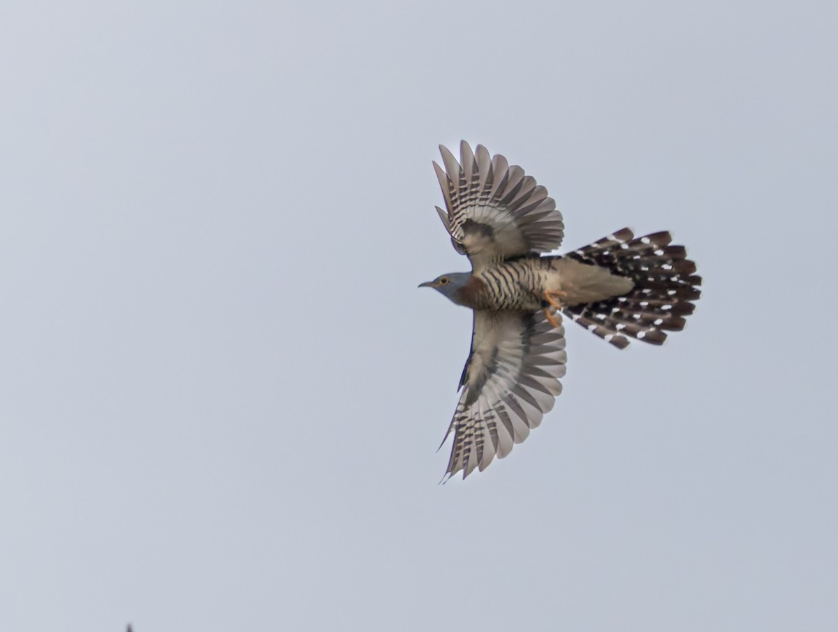 Red-chested Cuckoo - ML646840624